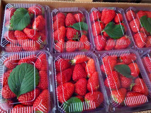红颜草莓采摘