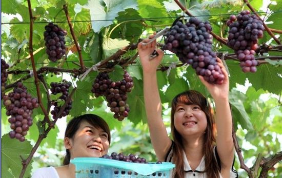北京周边哪有采摘葡萄的